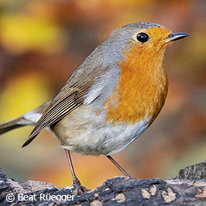 Alle Vögel sind schon da